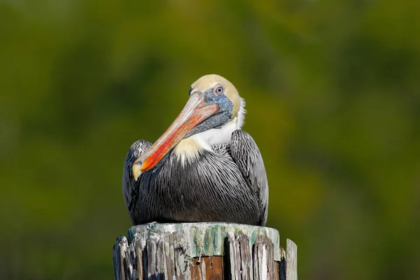 Коричневый пеликан на пне — стоковое фото
