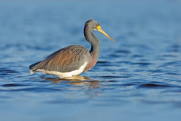 Driekleurenreiger in natuur habitat — Stockfoto