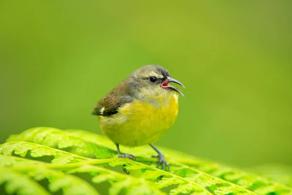 Common bird from Costa Rica — Stock Photo, Image