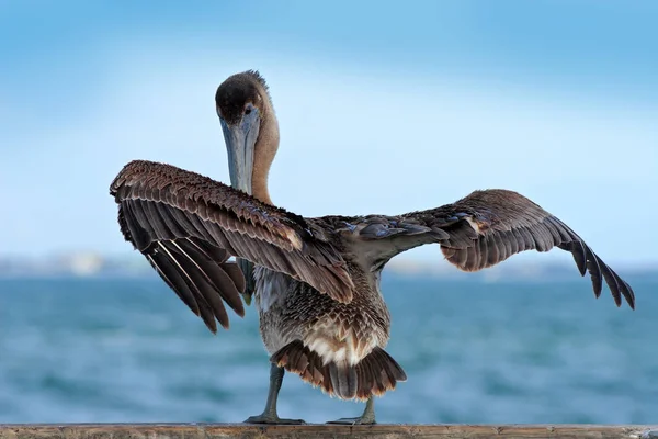 Бурий пелікан в природі — стокове фото