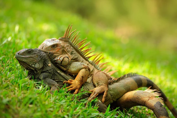 Par de iguanas laranja — Fotografia de Stock