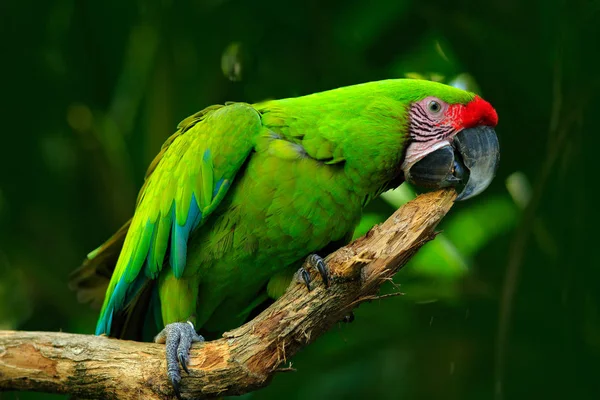 Guacamayo verde — Foto de Stock