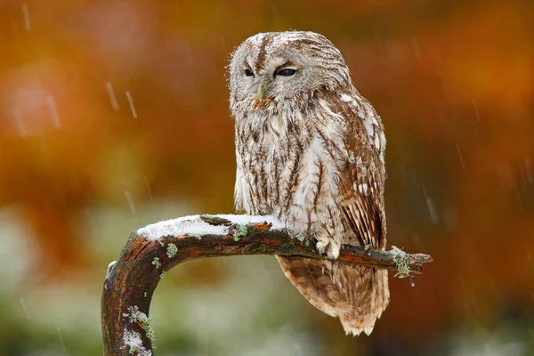 Hibou fauve dans la forêt — Photo