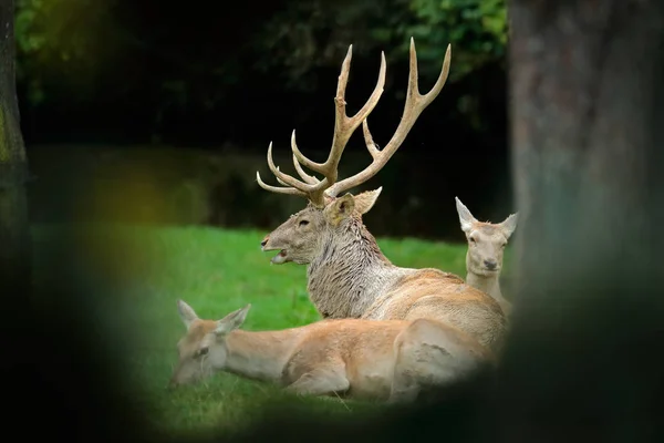 Rodzina jelenie w lesie — Zdjęcie stockowe