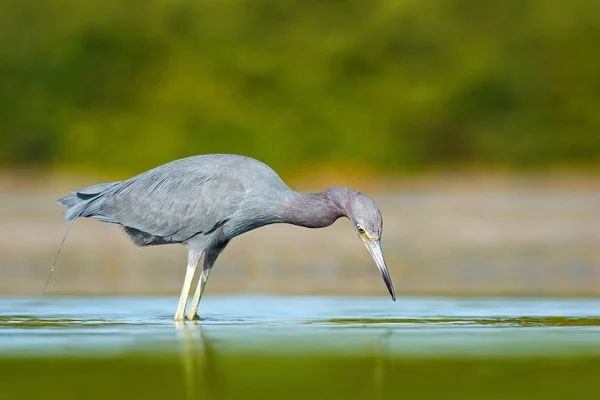 Little blue heron — Stockfoto