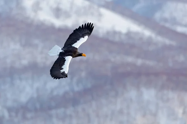 Stellers sea eagle — Stockfoto