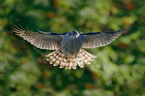 Létající Goshawk v lese — Stock fotografie