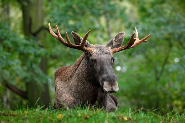 Moose lying in grass — Stock Photo, Image