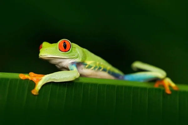 Rödögd trädgroda — Stockfoto