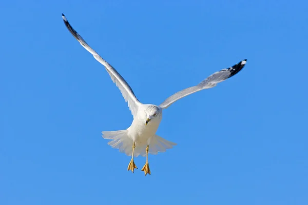 Gaviota de pico anular — Foto de Stock