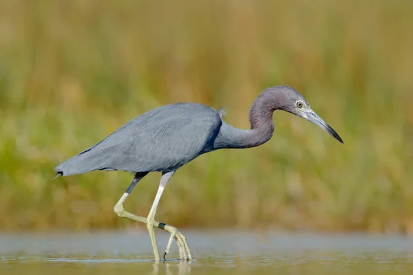 Little blue heron — Stockfoto