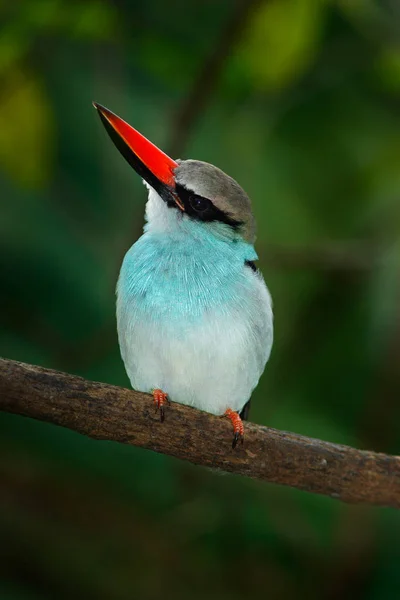 Petto azzurro Kingfisher — Foto Stock