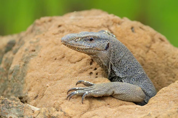 Комодский дракон сидит на скале — стоковое фото
