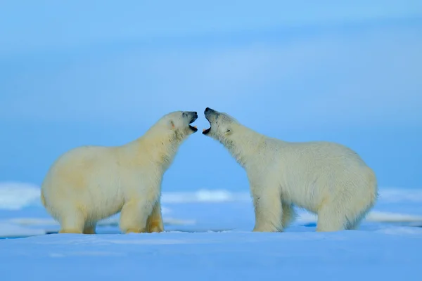 Polar bears konfliktus — Stock Fotó