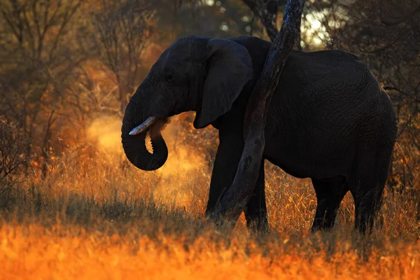 Büyük Afrika fili — Stok fotoğraf