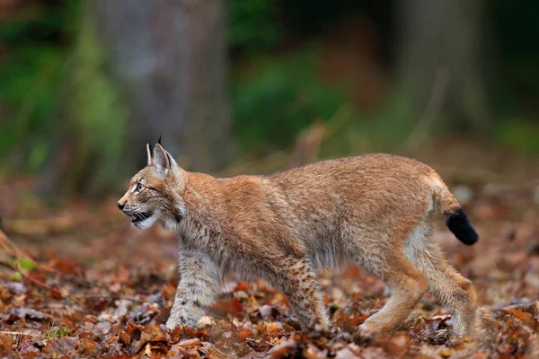 Eurasischer Luchs in orangefarbenen Herbstblättern — Stockfoto