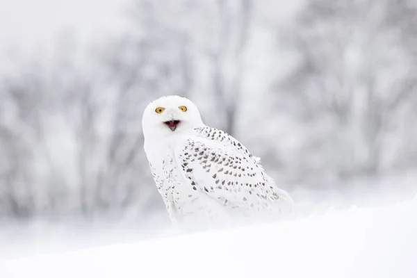 Fjälluggla som sitter på snö — Stockfoto