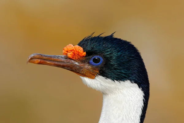 Detalhe de Imperial Shag — Fotografia de Stock