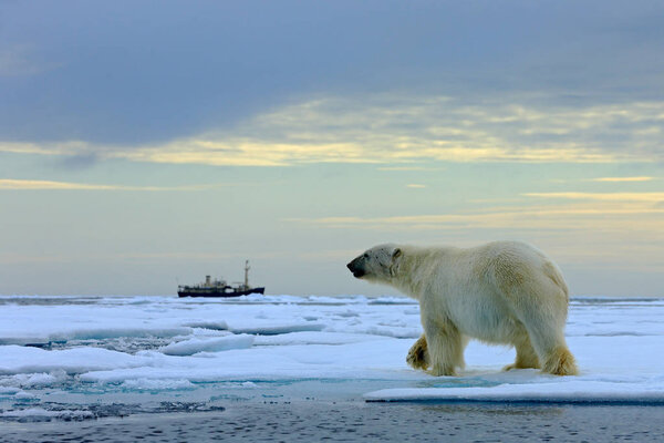 Polar bear on drift ice with snow