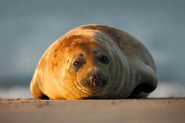 Atlantische grijs zegel — Stockfoto