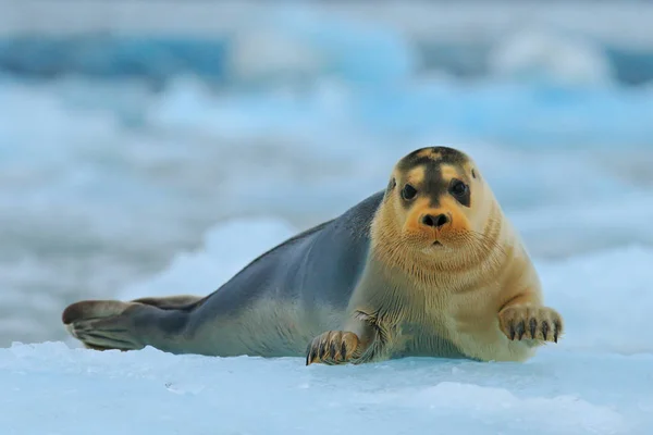 Bebaarde zegel op blauwe en witte ijs — Stockfoto