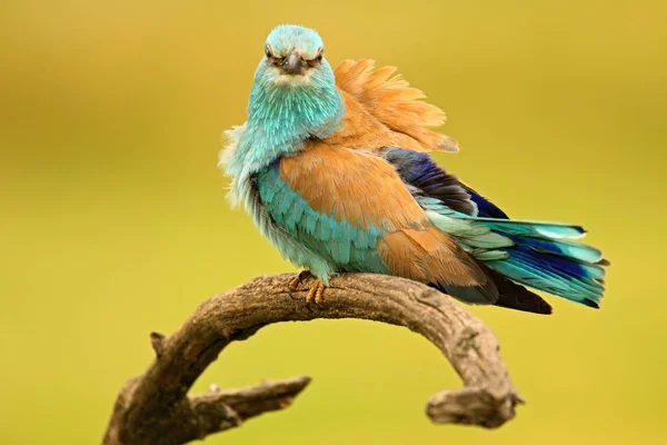 European Roller sitting on branch — Stock Photo, Image