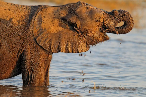 Elefante africano bebendo — Fotografia de Stock