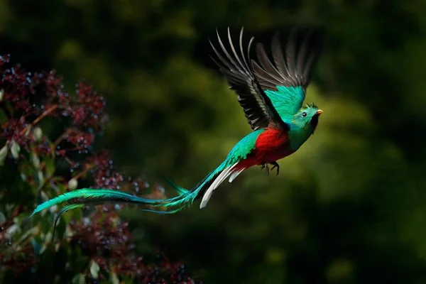 Flying Resplendent Quetzal Royalty Free Stock Photos