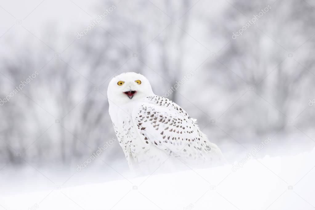 snowy owl sitting on snow