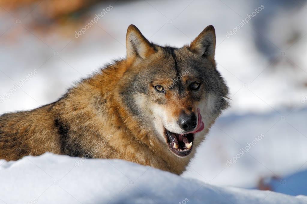 Gray wolf with stuck out tongue