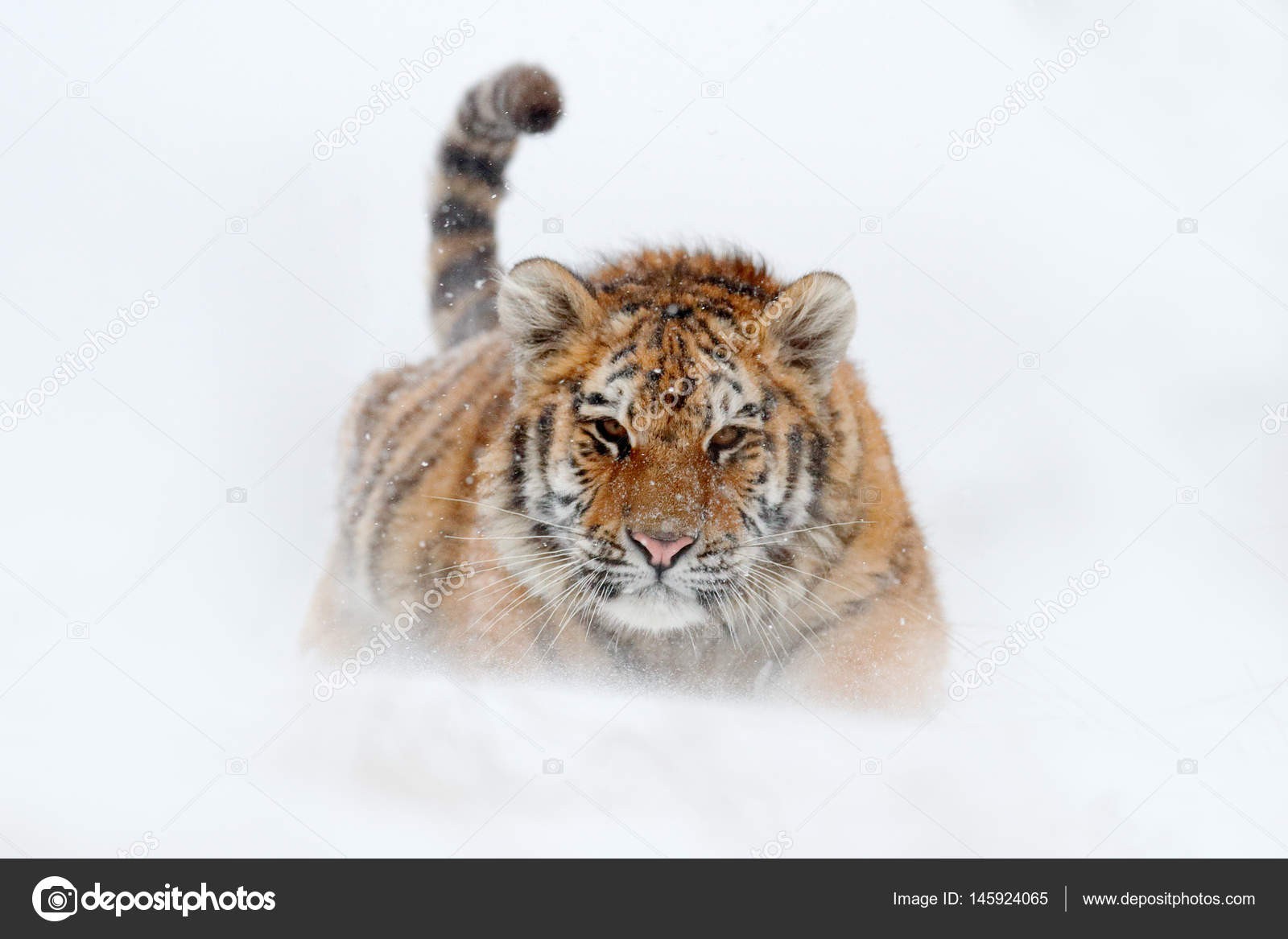 Close up portrait of Amur (Siberian) tiger in forest, looking at