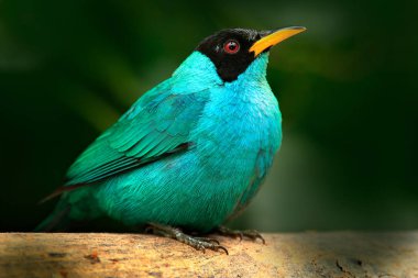 Tropik ormandaki tanager 