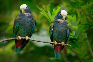 Beyaz tepeli Pionus