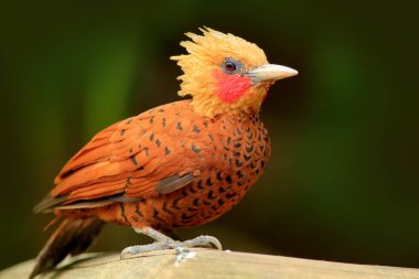 Chestnut-coloured Woodpecker clipart