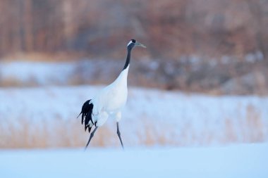 Kırmızı taç vinç, Grus japonensis