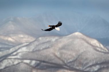 Dağ kış manzarası ile kuş