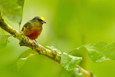 Tanager, egzotik tropik mavi kuş 