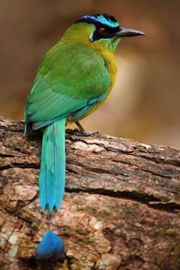 mavi tepeli motmot 