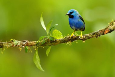 Honeycreeper kuş parlayan 