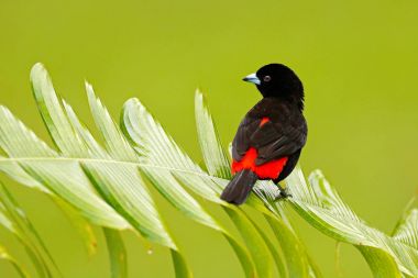 Tropik ormandaki tanager.