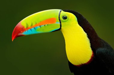 Detail portrait of toucan clipart