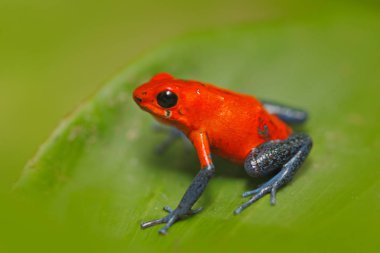 Red Strawberry poison dart frog  clipart