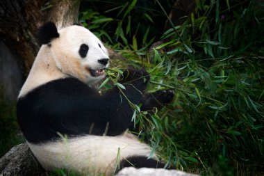 Bambu yemeyi panda 