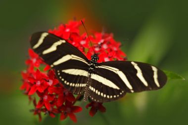 Beautiful butterfly Metamorpha  clipart
