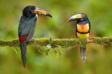 Yakalı Aracari kuşlar çifti