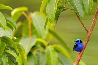 Kınalı honeycreeper