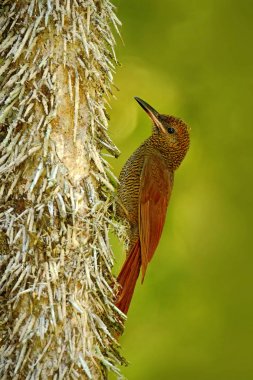 Kuzey çubuklu Woodcreeper