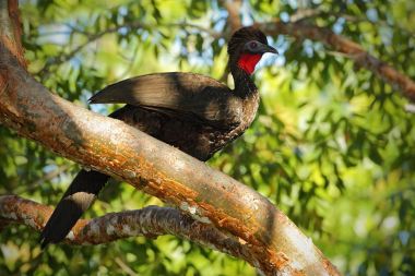 Crested Guan bird clipart