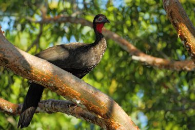 Crested Guan bird clipart