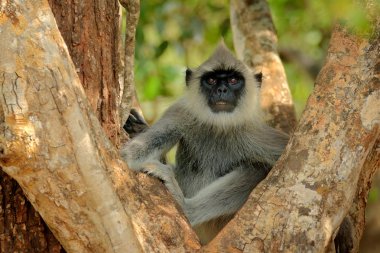 Ortak Langur maymun